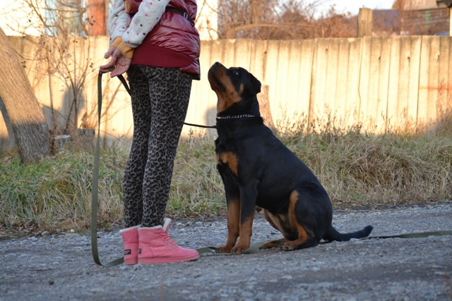 Dog training - Ротвейлер Марта