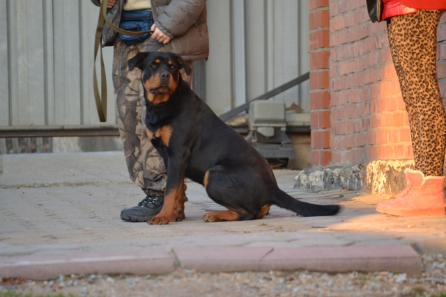 Dog training - Ротвейлер Марта