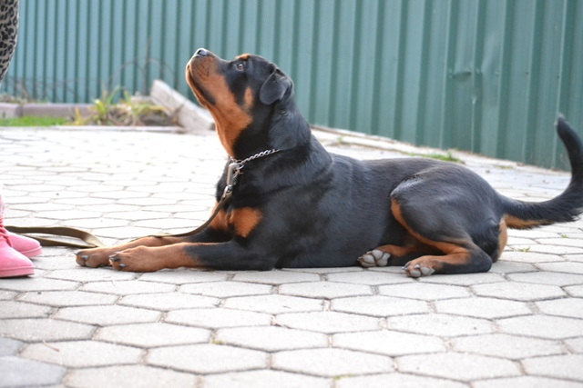 Dog training - Ротвейлер Марта