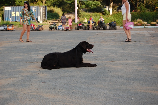 Dog training - лабрадор Босс