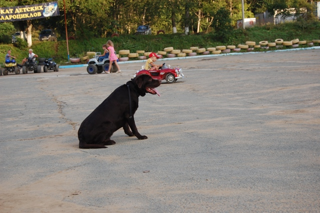 Dog training - лабрадор Босс